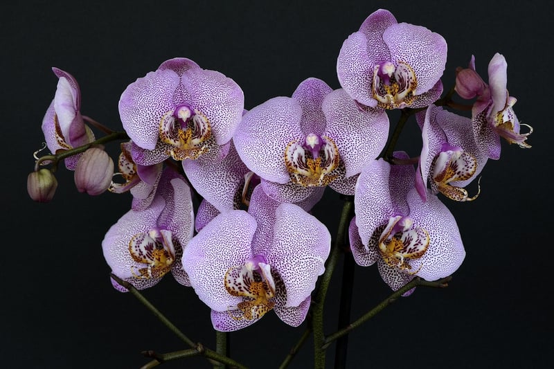 Whispering Willow Orchid
