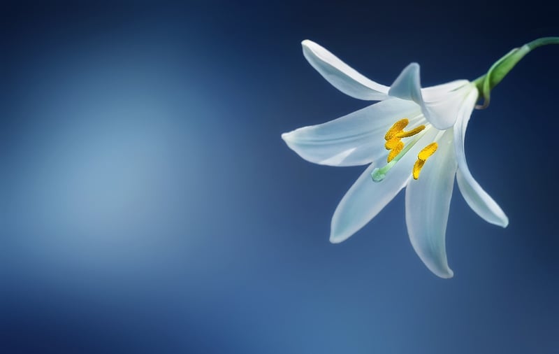 Stardust Lily