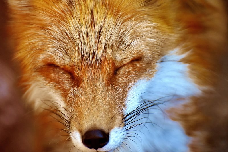 Kitsune
